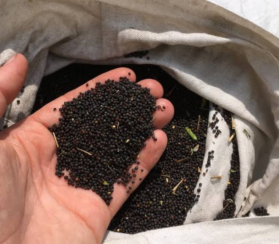 canola from Pakistan
